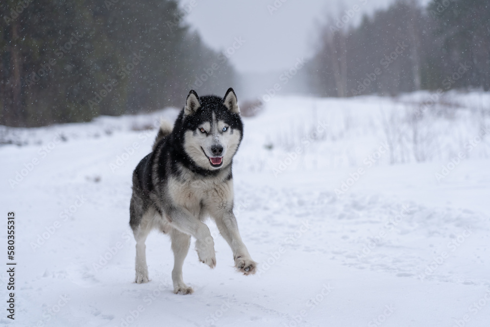 A beautiful husky dog ​​with multi-colored eyes runs through the snow in winter in nature.