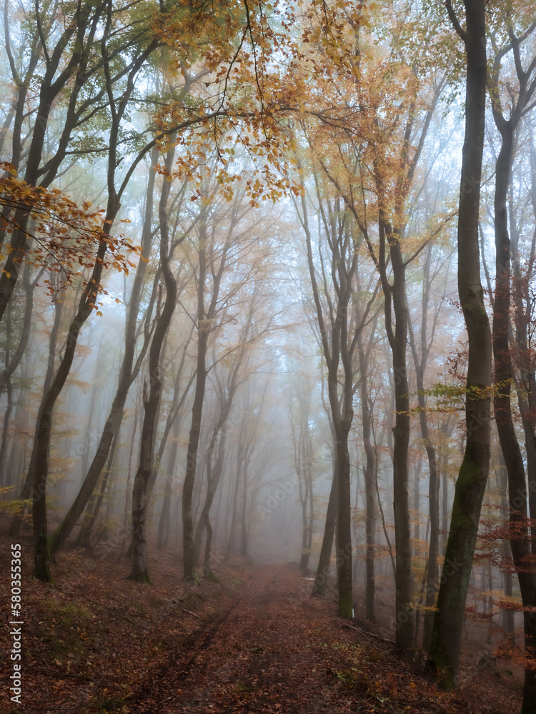 Track through a late autumn forest in heavy fog