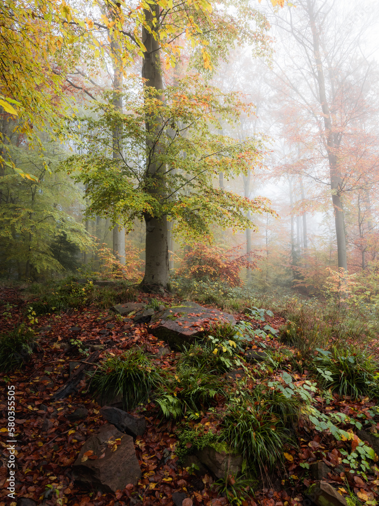 Obraz premium View into a colorful foggy beech forest