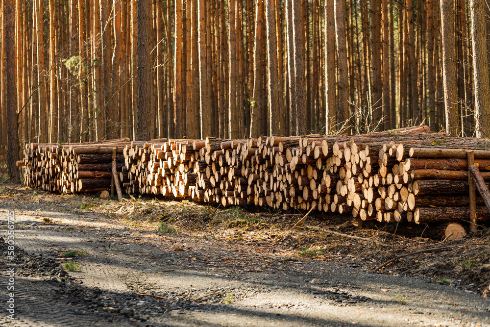 Firewood stacked in a row in the forest.