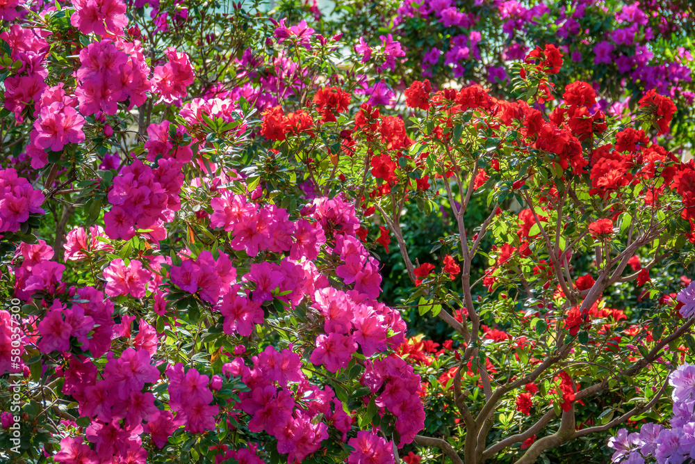 Colorful flooming azalea trees