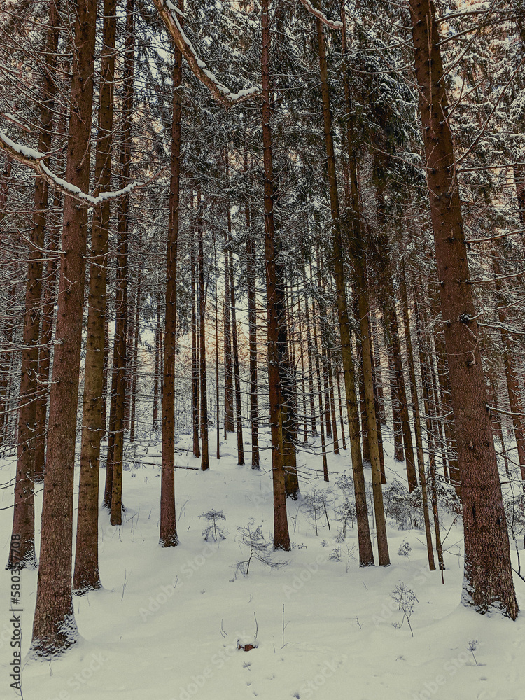 snow covered pine tree forest in nature during snow storm. High quality photo snow covered pine tree forest in nature during snow storm. High quality photo