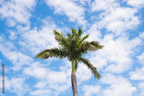 summer palm tree on sky. summer palm tree on blue sky. summer palm tree outdoor.