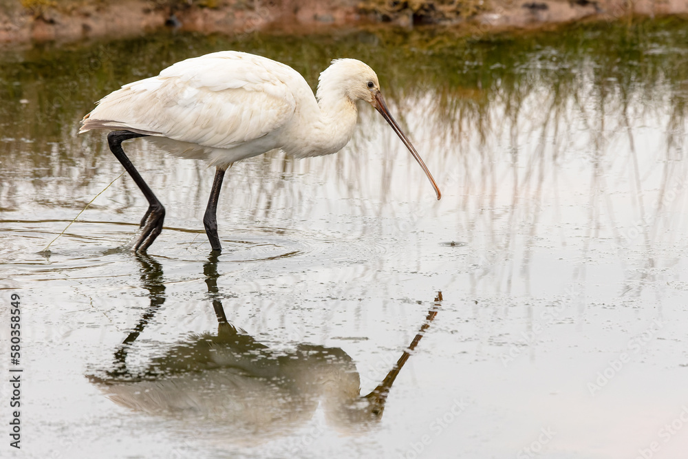 Obraz premium Eurasian spoonbill , Platalea leucorodia or common spoonbill, Platalea leucorodia balsaci
