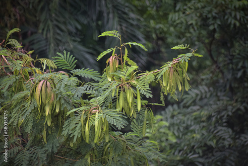 Leucaena leucocephala, White leadtree (Leucaena leucocephala) is a small tree native to Mexico and Central America. Planting white leadtree makes the soil fertile as other Legumes do. It has been also photo