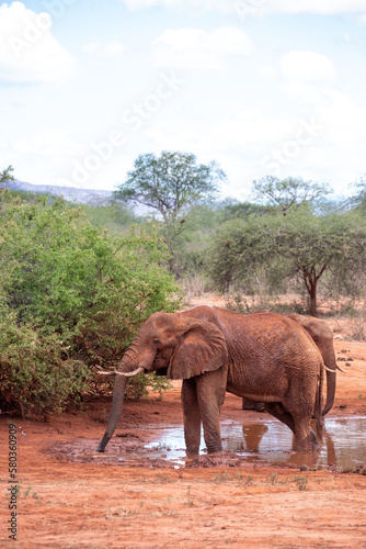 A herd of elephants at the waterhole drinking and splashing themselves with mud at the waterhole. Beautiful Red Elephant with red soil in Tsavo National Park in Kenya  East Africa