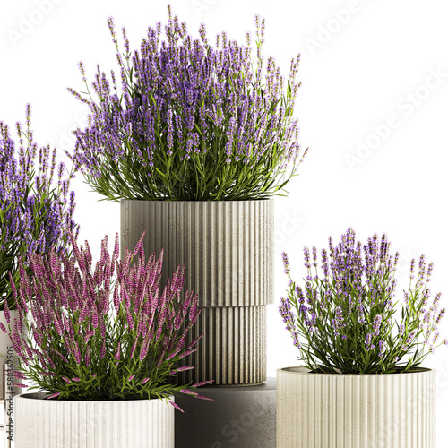 Set of flower bushes of lavender and Salvia in pots