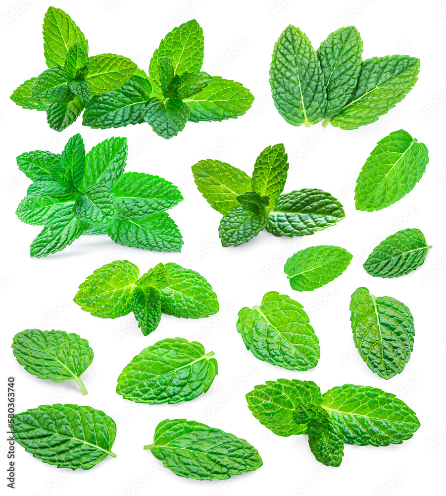Mint leaves isolated on white background. Melissa Pattern. Set Fresh mint, menthol leaf. Collection. Mint leaves isolated on white background. Melissa Pattern. Set Fresh mint, menthol leaf. Collection.