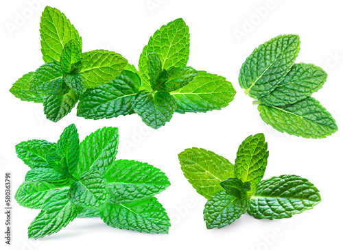 Mint leaves, melissa, isolated on white background. Set Fresh mint Pattern. Collection.