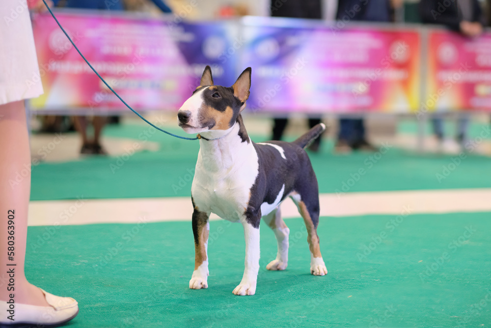 A bull terrier exhibition dog poses at a dog show and looks closely at the handler