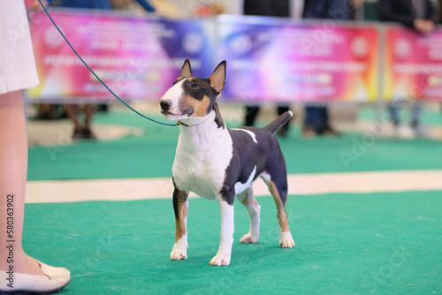 Fototapeta Naklejka Na Ścianę i Meble -  A bull terrier exhibition dog poses at a dog show and looks closely at the handler