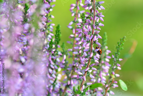 A Ladybug on a flower 