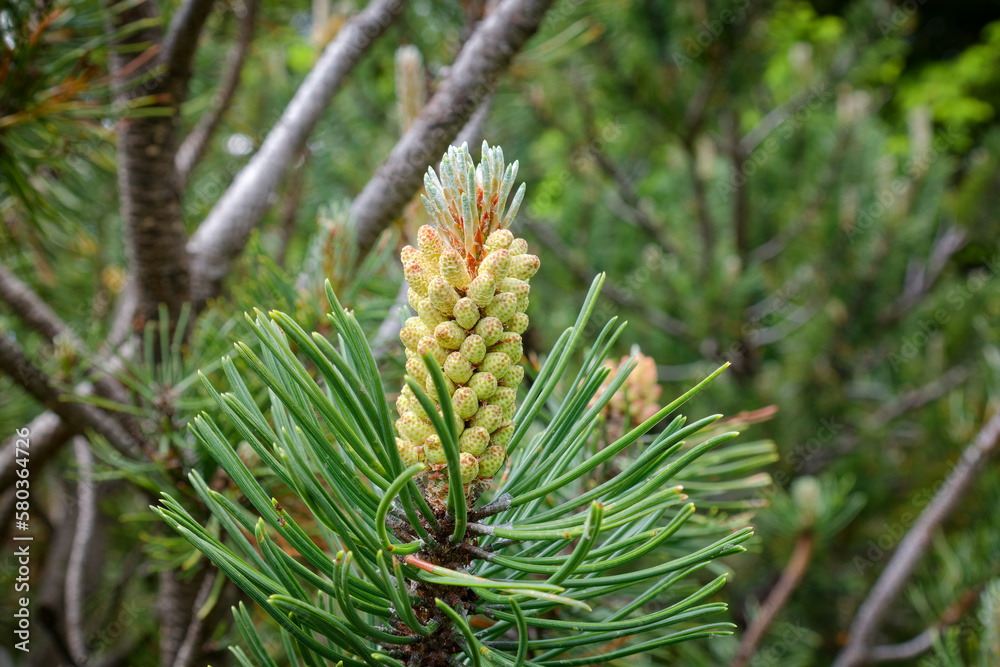 Mountain plants, close-up of a mountain pine blossom, Pinus mugo, Bavarian Alps, Germany, Europe Mountain plants, close-up of a mountain pine blossom, Pinus mugo, Bavarian Alps, Germany, Europe