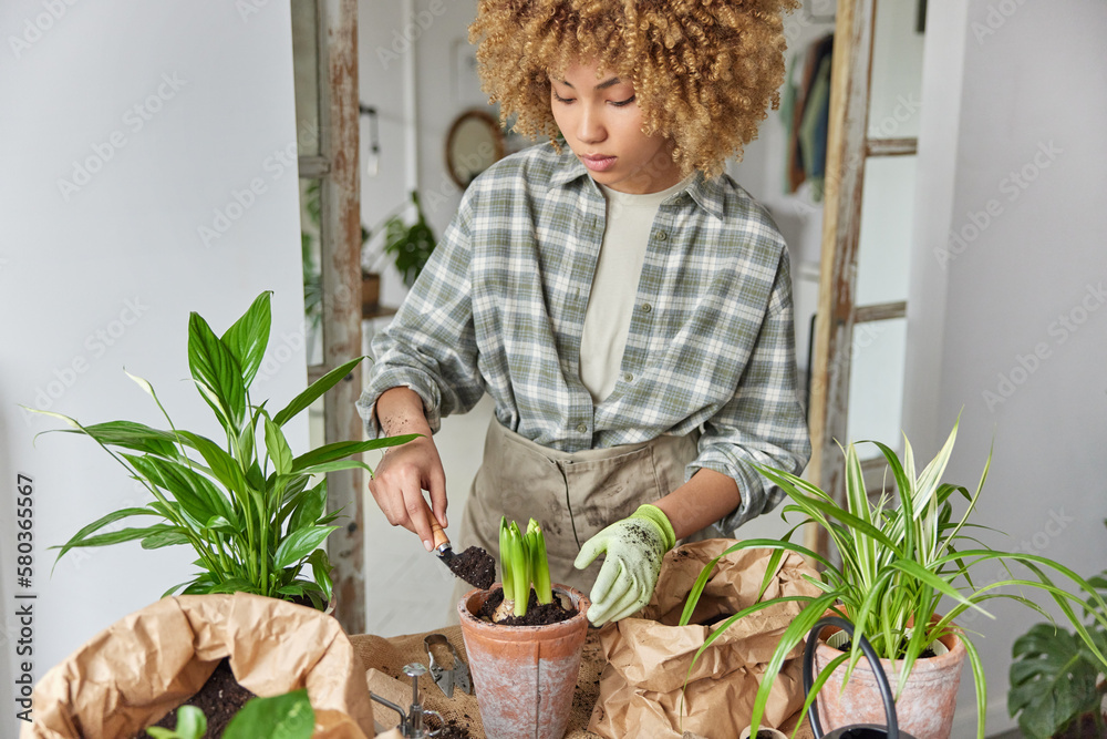 Indoor shot of curly haired skilled female gardener busy transplanting