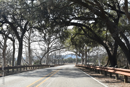 Trees arching over road photo
