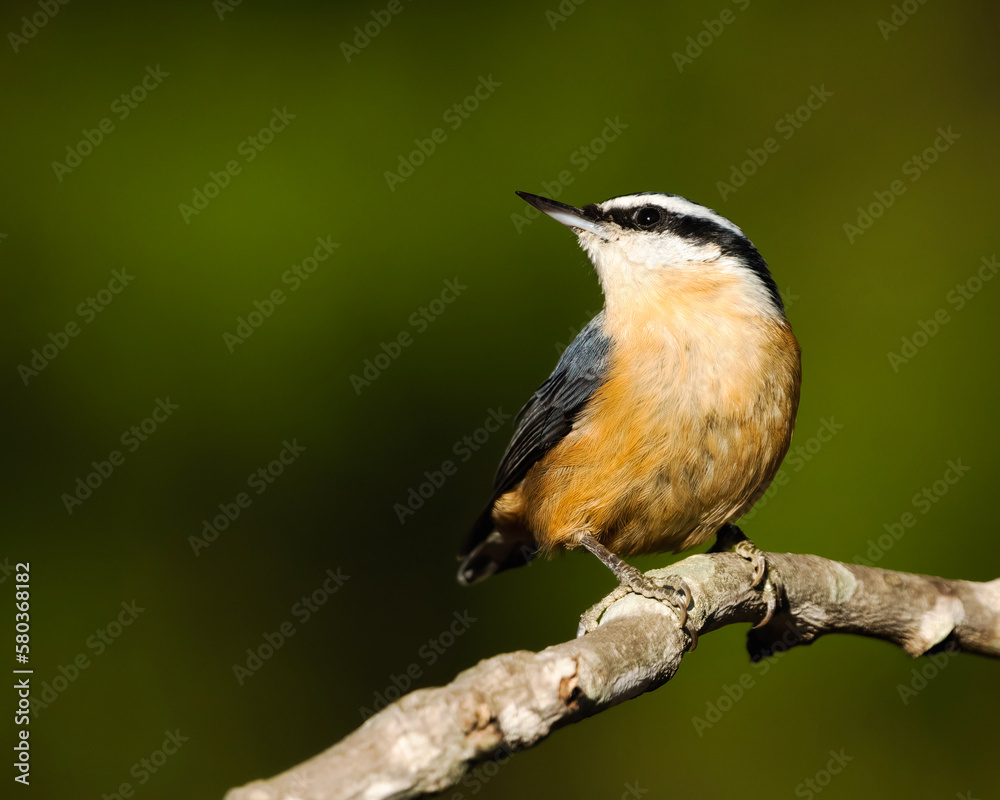 Obraz premium red-breasted nuthatch