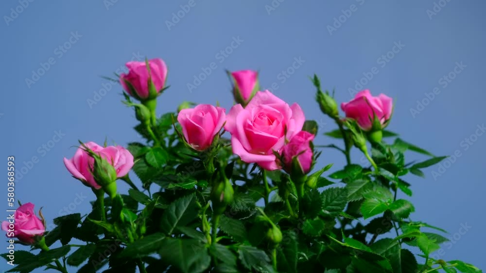 bouquet of pink roses. Flower bouquet in blue background. bouquet of pink roses. Flower bouquet in blue background.