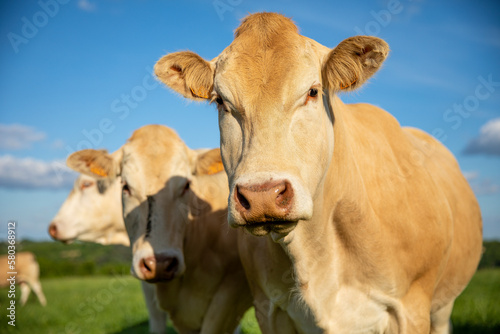 Portrait de vache de type race à viande et son troupeau dans la campagne. © Thierry RYO