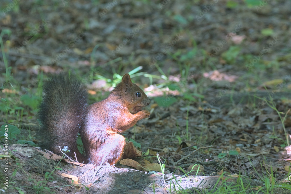 A bright fiery red squirrel firmly holds the nut with its front paws. Side view. Wildlife background. Close-up. Eurasian red squirrel. A bright fiery red squirrel firmly holds the nut with its front paws. Side view. Wildlife background. Close-up. Eurasian red squirrel.
