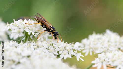 Polistes dominula - Polistes gallicus - European paper wasp - Poliste gaulois photo