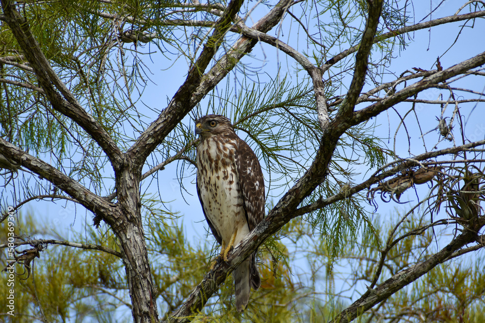 red shouldered hawk perched in a tree red shouldered hawk perched in a tree