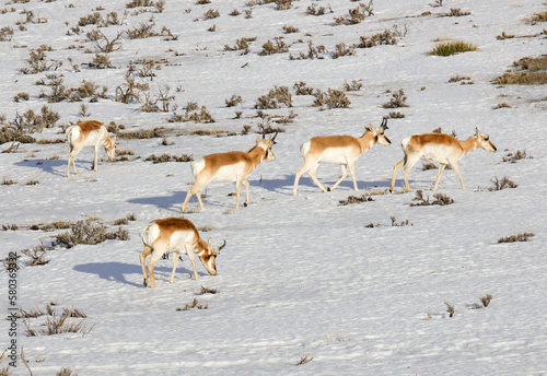 herd of antelope in the snow