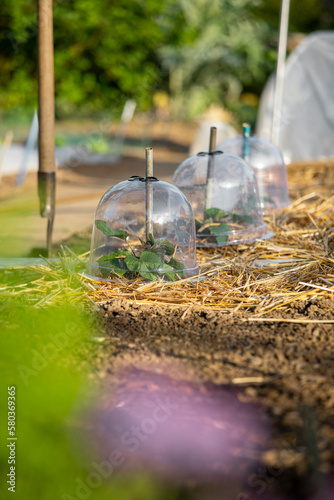 Wallpaper Mural Fourche dans un vieux jardin potager et cloche en verre sur les légumes. Torontodigital.ca