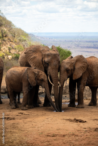 Elephant in the savanna. Elephant herd  group roams through Tsavo National Park. Landscape shot at the waterhole in Kenya Africa