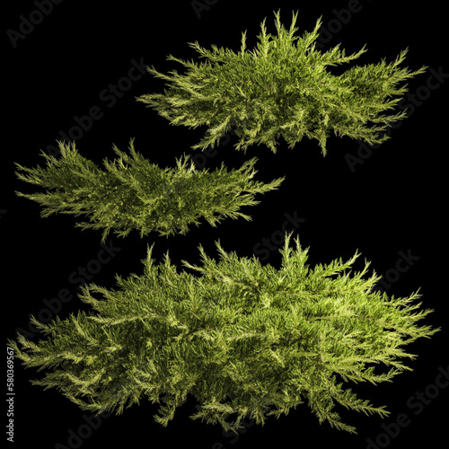 3D illustration Cypress And Juniper For The Urban Environment