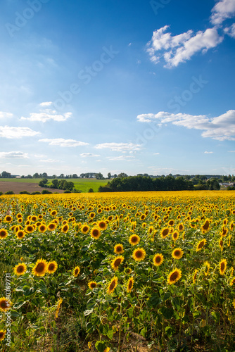 Paysage de campagne et tournesol dans les champ au soleil. © Thierry RYO