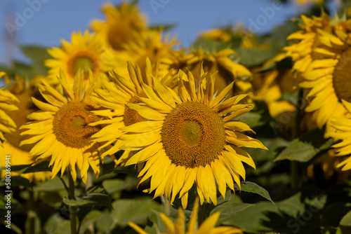 Blooming beautiful sunflowers in the summer