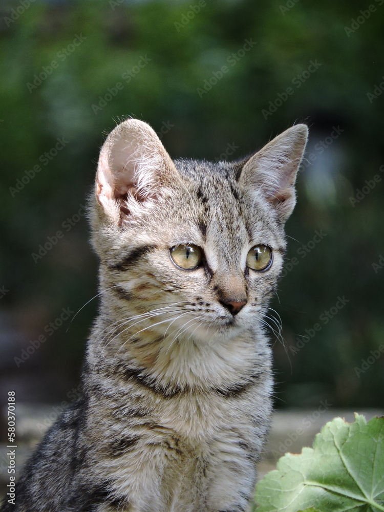 The photo depicts a cute little kitten, with its soft and fluffy fur and big bright eyes. 