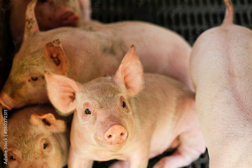 Cute pig Luo, piglet kindergarten in the farm , pig farm management Cute pig Luo, piglet kindergarten in the farm , pig farm management