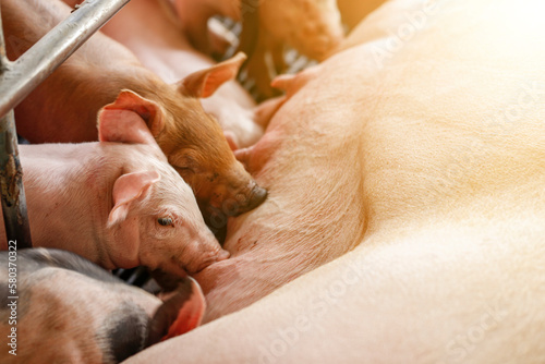 Newborn piglets need milk from the sow. ,Receiving newborn milk to build immunity , the swine industry