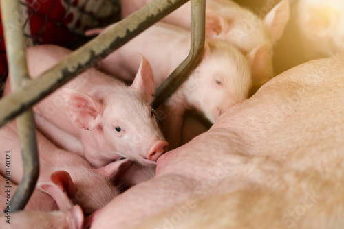 Newborn piglets need milk from the sow. ,Receiving newborn milk to build immunity , the swine industry photo