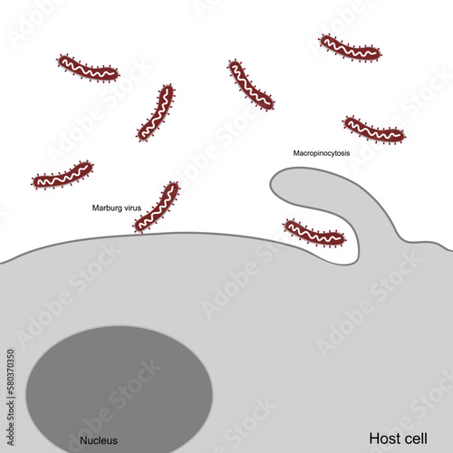 The picture represents infection pathway of Marburg virus that member of Filoviridae family that shows of  host cell were infected with virus via Macropinocytosis step.