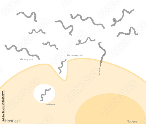 The infectious pathway of Marburg virus that infects the host cell. This picture shows the important step of infection: Macropinocytosis,  endosome.