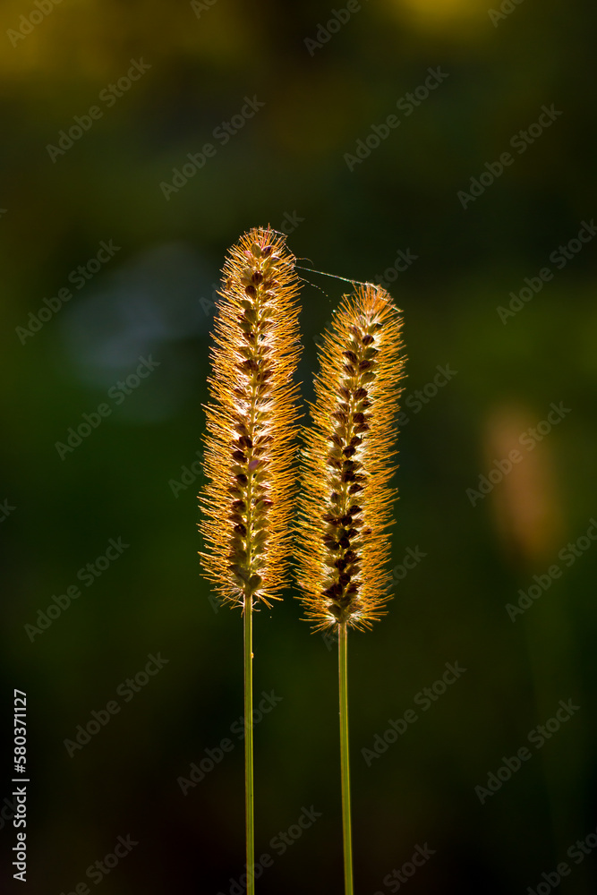 two grass stems with grains and hairs of green-brown color against the background of a blurred field of green-yellow color with circles of bokeh in the rays of the setting sun, vertical photo