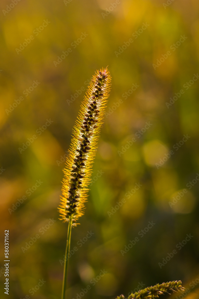 grass stem with grains and hairs of green-brown color against the background of a blurred field of green-yellow color with circles of bokeh in the rays of the setting sun, vertical photo