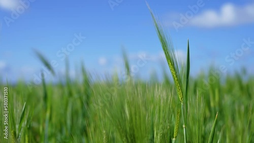 close-up of an ear of wheat, wheat field