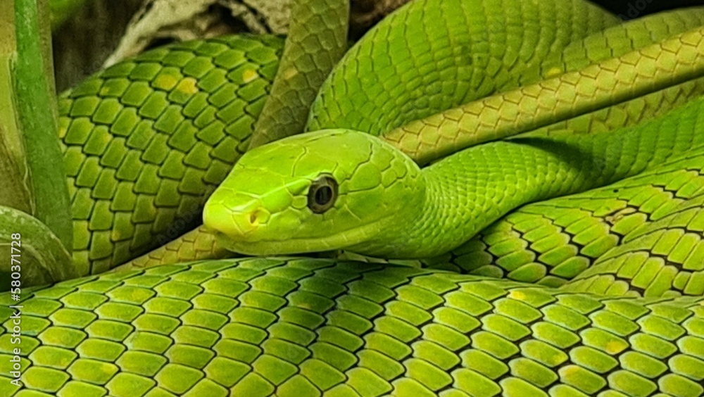 Fototapeta premium Green mamba