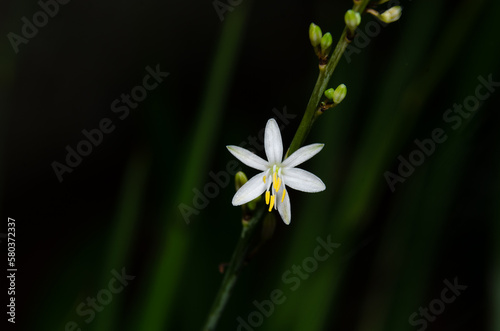 white flower in the garden, Flower, White, Petals, Macro photography, Botanical, Nature, Wildlife, Close-up, Detailed, Pollination, Bee, Insect, Yellow, Spring, Summer, Garden, Floral