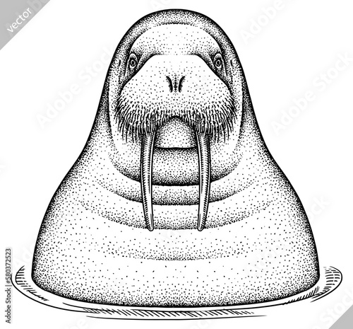 Vintage engrave isolated walrus set illustration ink sketch. Sea seal background arctic vector art