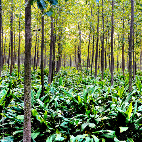 green forest in the morning  multi crop turmeric and poplar trees  punjab  India