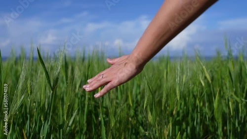 female hand touches green wheat in the field