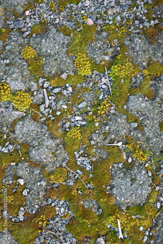 bgreen moss lichen in cracks on asphalt, road surface in cracks from global warming, concrete gray road surface, long holes in the surface, yellow moss, moss blossom