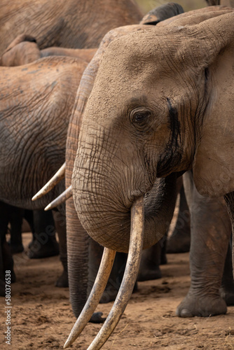 A herd of elephants at the waterhole drinking and splashing themselves with mud at the waterhole. Beautiful Red Elephant with red soil in Tsavo National Park in Kenya  East Africa