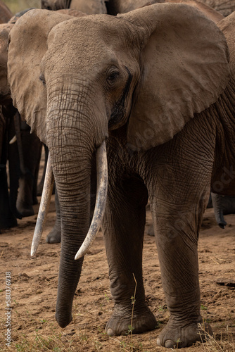 A herd of elephants at the waterhole drinking and splashing themselves with mud at the waterhole. Beautiful Red Elephant with red soil in Tsavo National Park in Kenya  East Africa