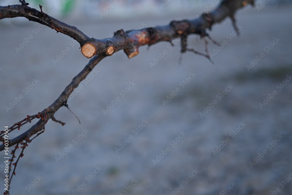 spring pruning of trees, cut tree trunks, cut branches of shrubs, sanitary pruning of trees, trimming trees, pruning trees, tree branches, close-up view of a tree, cut tree, on a gray background spring pruning of trees, cut tree trunks, cut branches of shrubs, sanitary pruning of trees, trimming trees, pruning trees, tree branches, close-up view of a tree, cut tree, on a gray background