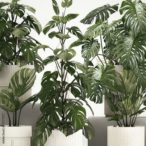 3D illustration Plants for decoration in pots of monstera and alocasia photo